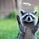 DoctorRacoon