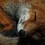 Treasurefox